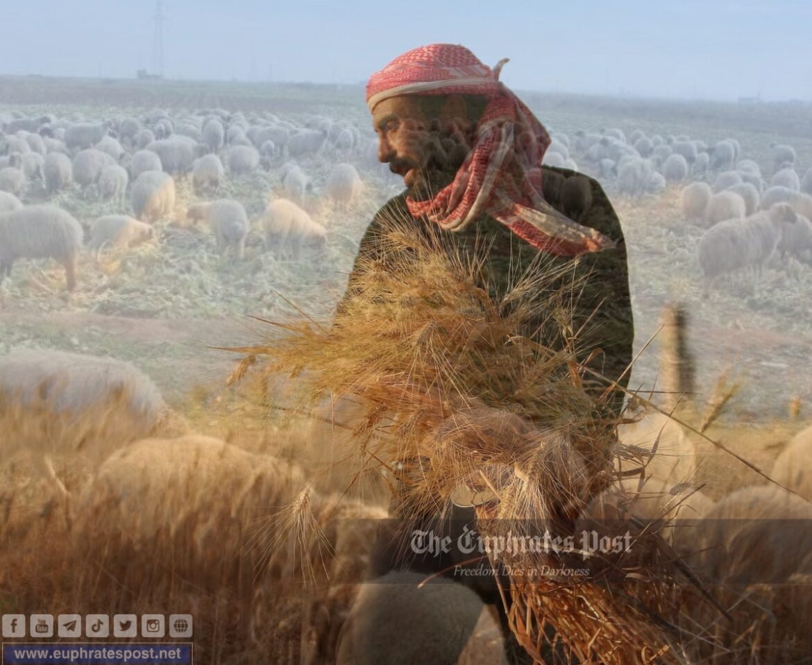 غلاف خارجي ــ القمح ــ فرات بوست