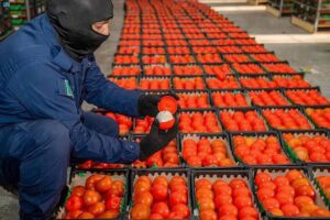 السعودية: إحباط محاولة تهريب (2,015,116) حبة " كبتاغون" عُثِر عليها مُخبأة داخل صناديق طماطم