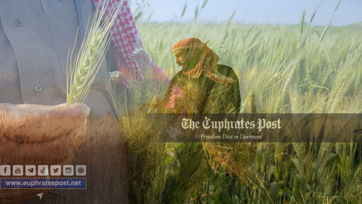 القمح ــ سوريا ــ فرات بوست